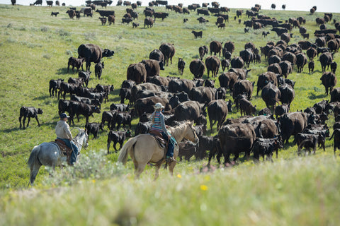 Our beef is a testament to the care we put into every step of the process, from our breeding and feeding programs, to processing and distribution, every step is carefully thought out and tailored to provide our cows with the finest care, and our customers with the best tasting beef.