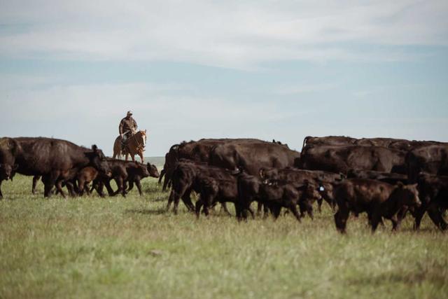 RANGE™ Land and Cattle Co.