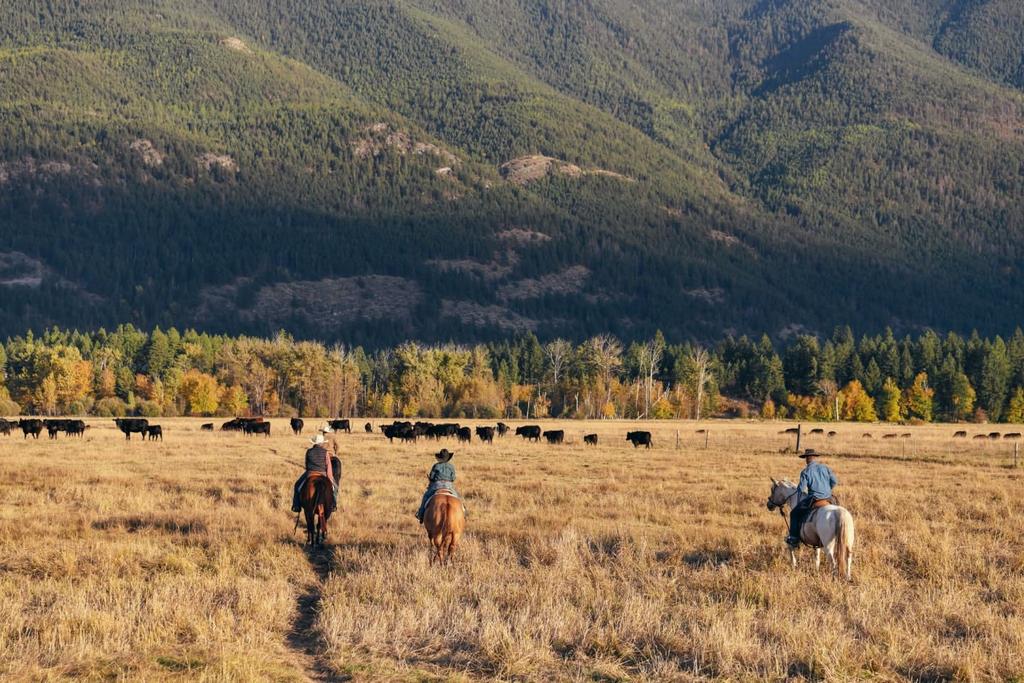 RANGE™ Land and Cattle Co.