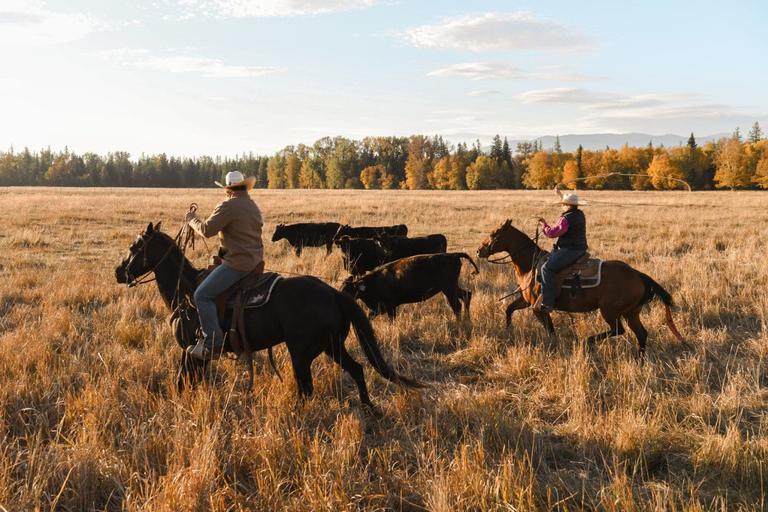 RANGE™ Land and Cattle Co.